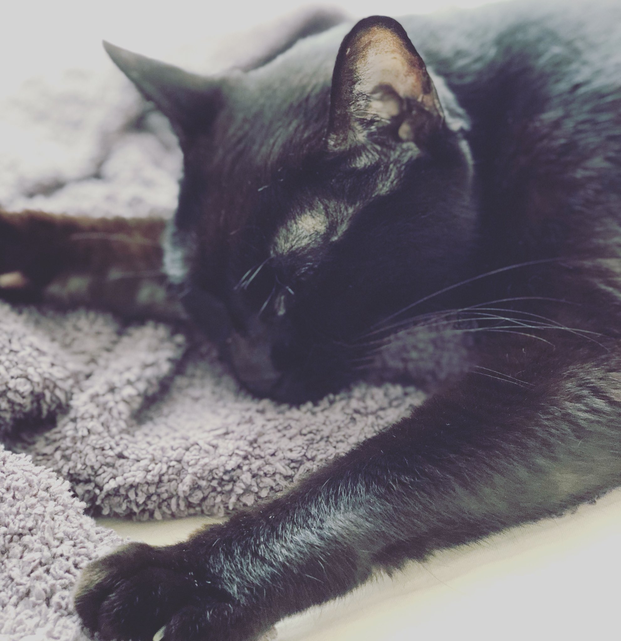 英玲奈on Twitter 夏きたな 猫 影虎https T Co Fy28skiqex Twitter