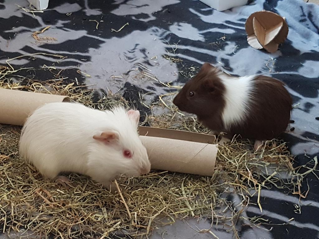I made my mind about their names Maya the PEW & Ronja brown & white one 😍💖 #guineapigs #guineapig #babyguineapigs
