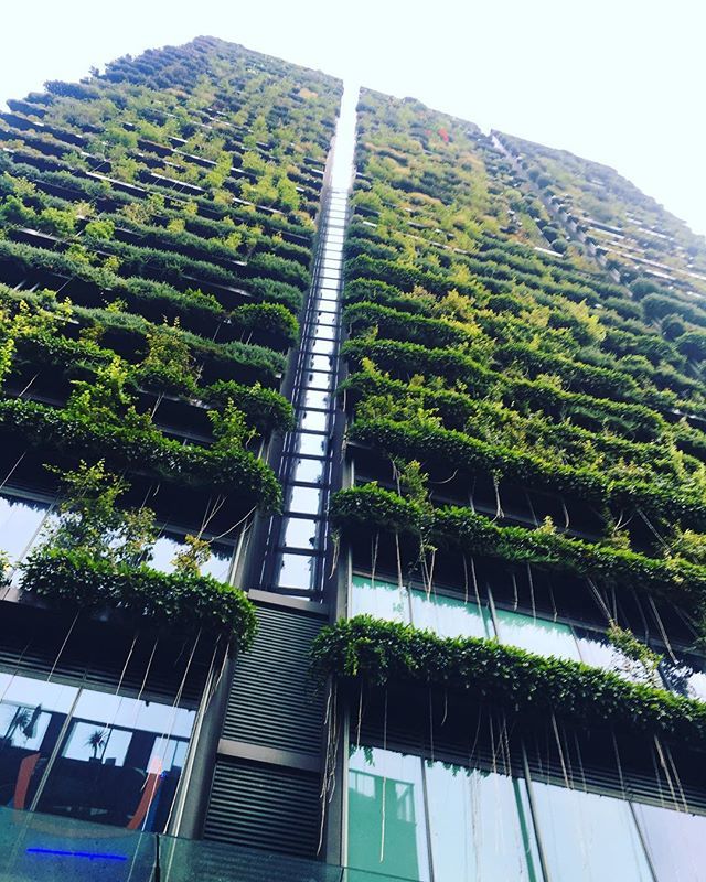 SoNotDilmah's tweet photo. Central Park, Sydney. #australia #australiagram #letsgosomewhere #instagood #photography #australia_shotz #instagood #seeaustralia  #thisisliving #worldcaptures https://t.co/pohosAS1No https://t.co/VbkAEG0a2w