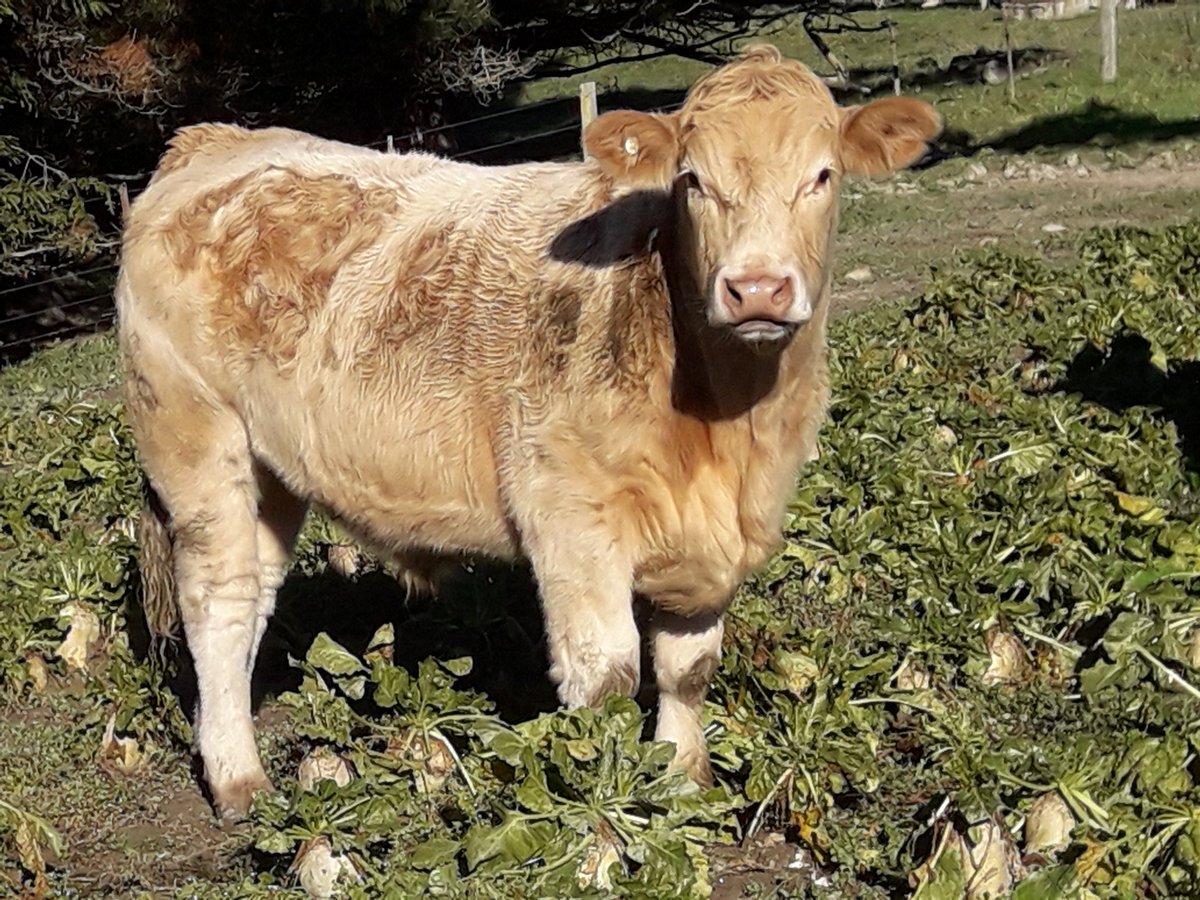 Castlerock_Rams's tweet image. R2&apos;s started on #robbos beet today.  Think it&apos;s the best crop I&apos;ve grown, whether that&apos;s change of variety or seasonal I don&apos;t know.  These will be killed off the beet in 80-100 days.