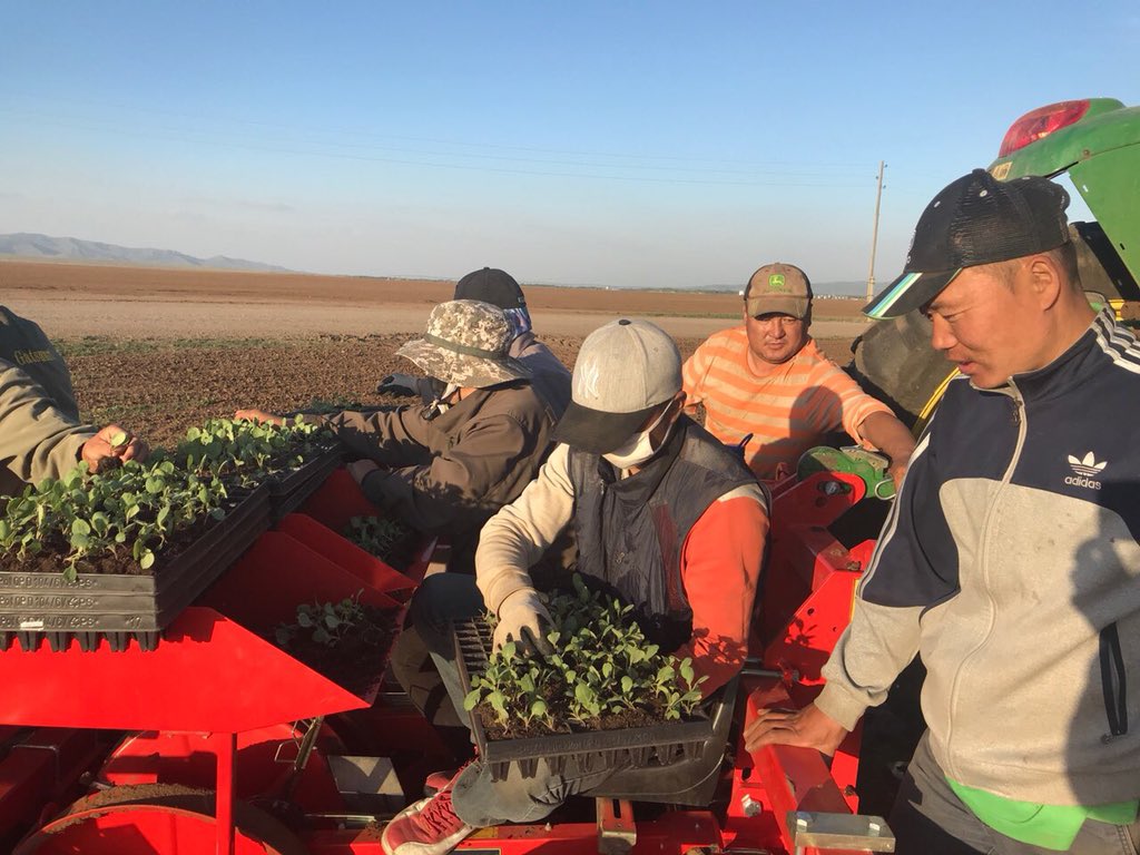 Хагас автомат техникээр байцааны үрсэлгээг шилжүүлэн суулгах аргаар тариалж буй явц. Залуус маань амаа биш гараа уралдуулж хүнс бэлтгэлийн үйлсэд эрвийх дэрвийхээрээ ажиллаж байна. 🥗 #сэлэнгэ #хүнс