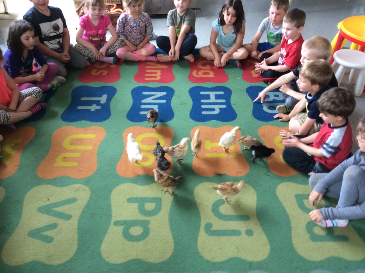 LisaDurepos's tweet photo. I'm not sure how we will say good bye to these chicks on Thursday......sure they are noisy and a mess but we have learned so much and have really grown attached to them. @alcdsb_stms #freerangechickens https://t.co/h6frordI8J