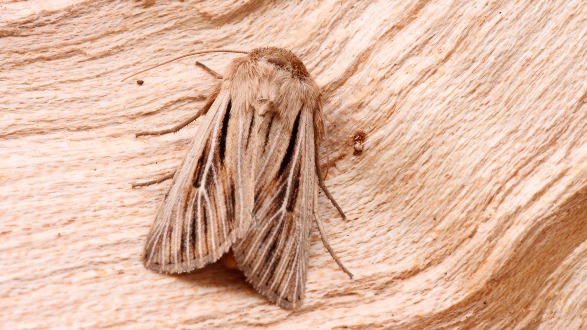 Highlights of the Healey VC65 moth trap set 28May18: Common Lutestring, Coxcomb Prominent, Grey Birch and Shoulder-stripe Wainscot <a href="/JillWarwick/">Jill Warwick</a> <a href="/DoubleKidney/">Charles Fletcher</a>