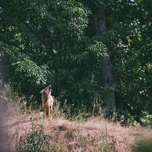 UrbanCoyoteIntv's tweet photo. Have you ever heard a coyote send up a howl and wonder what he or she is saying to others? Coyotes are famous for their wide repertoire of sounds, from yips and barks to howls and huffs. Learn more about the meaning behind these vocalizations (link in bi… https://t.co/RWT5aM0CRp https://t.co/QJyHJytO21