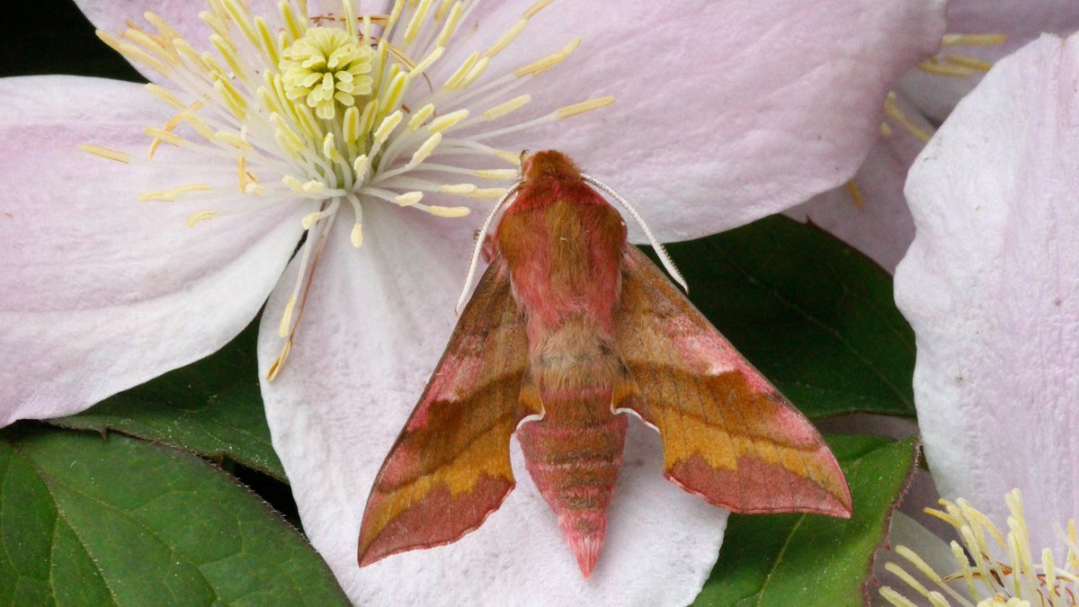 Who can resist a Small Elephant Hawkmoth when it poses on the Clematis? Healey VC64 28May18 <a href="/JillWarwick/">Jill Warwick</a> <a href="/DoubleKidney/">Charles Fletcher</a>