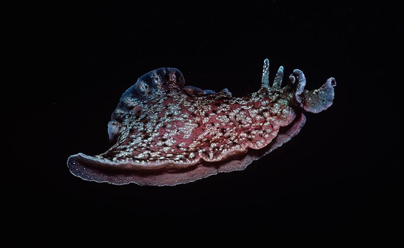 MBARI_News's tweet photo. I remember you.
Researchers reported last month the remarkable feat of apparently ‘transplanting’ a memory from one Aplysia sea slug to another. https://t.co/phWJFguCfY #scienceshots @NatureNews https://t.co/G39Lsu8WMT