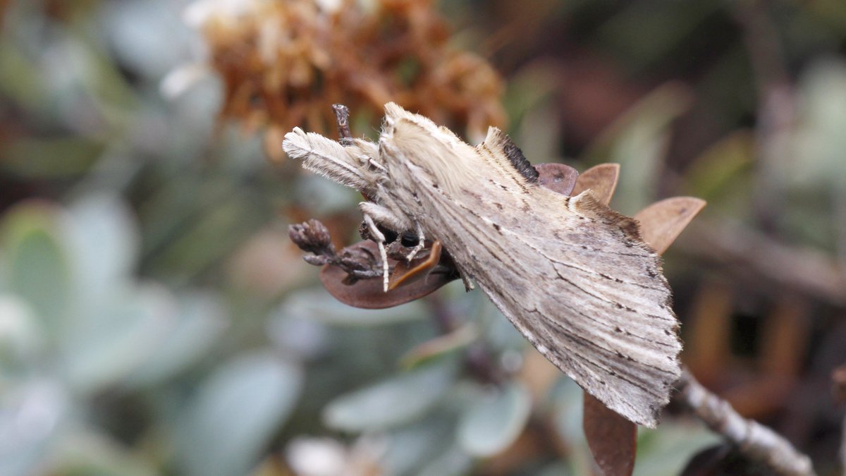 Some of the chunkier specimens from Healey VC65 03Jun18: Buff-tip, Figure of Eighty, Iron Prominent and Pale Prominent <a href="/JillWarwick/">Jill Warwick</a> <a href="/DoubleKidney/">Charles Fletcher</a>