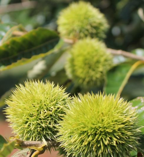 Photographers and journalists! We are welcoming #VA #farm and #food writers to our orchard this summer! Let us know when you want to visit. We'll make it happen! #chestnuts #FarmLife #Virginia