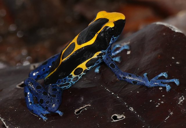 NerdyChristie's tweet photo. This Poisonous Frogs' Bright Colors Weirdly Help Camouflage It — my latest #ScienceSushi for @discovermag https://t.co/LMHyXIhCZ3 https://t.co/znHmYYD15m