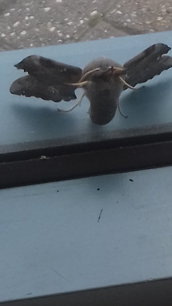 4PurpleWarrior's tweet photo. Oh my doing #30DaysWild and found this what on earth !! #largemoth https://t.co/hizaYeudZ6