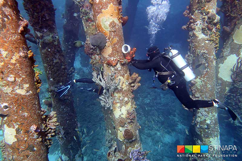 BonaireNews's tweet photo. Keeping #Bonaire's #marine life as safe as possible with #sponge #transplant!

https://t.co/aZSThkOnde

#InfoBonaire #BonaireInsider #divingbonaire #bonairediving #sponge #saltpier @STINAPABonaire https://t.co/BvP57SMC9B