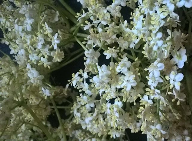 Fermentationian's tweet photo. The elderflowers are here! One of my favourite forages, they're are sure sign of Summer.
I put them in the 2nd ferment of water kefir of course, delicious alone &amp; they're good with lemon too.
Best collected after a warm, dry day I'll use some straight aw… https://t.co/5w7fYdQpRA https://t.co/QjQVwT1mM3