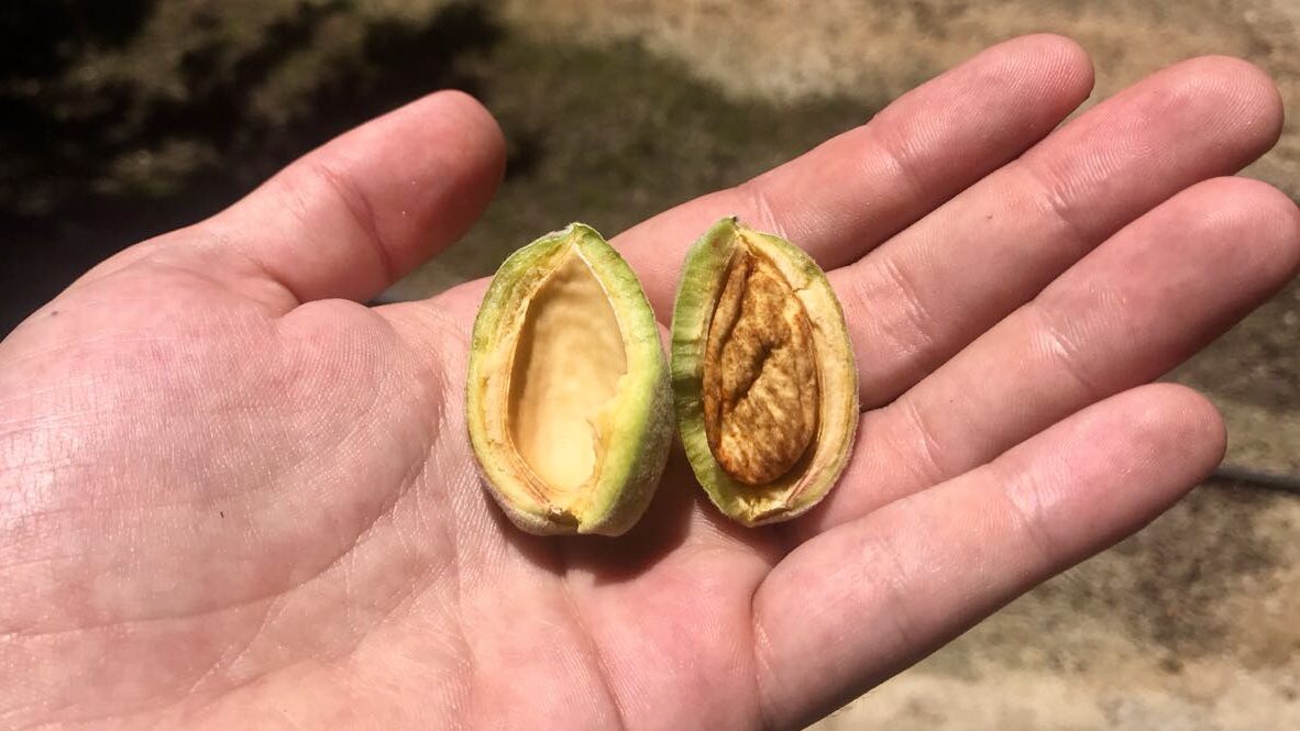 Beeflow's tweet photo. Do you like #almonds or #almondmilk ?? 🌰
It's almost time for the harvest to begin in #California and we are here to measure our preliminary results!
Look at the size of these 😱
#smartbees #strongbees #savethebees #Entrepreneur #agriculture #startup #biotech #agritech https://t.co/aaiEK57kMe