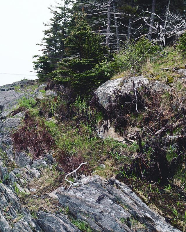 'Open your hearts and find your wild'⠀
Atticus⠀

#fpme #loveintentionally #adventurouswedding #radlovestories #thebelovedstories #heyheyhellomay #sharethelove #firstandlasts #authenticlovemag #loveandwildhearts #halifax #pei 
#halifaxweddingphotog… ift.tt/2JeFoDS