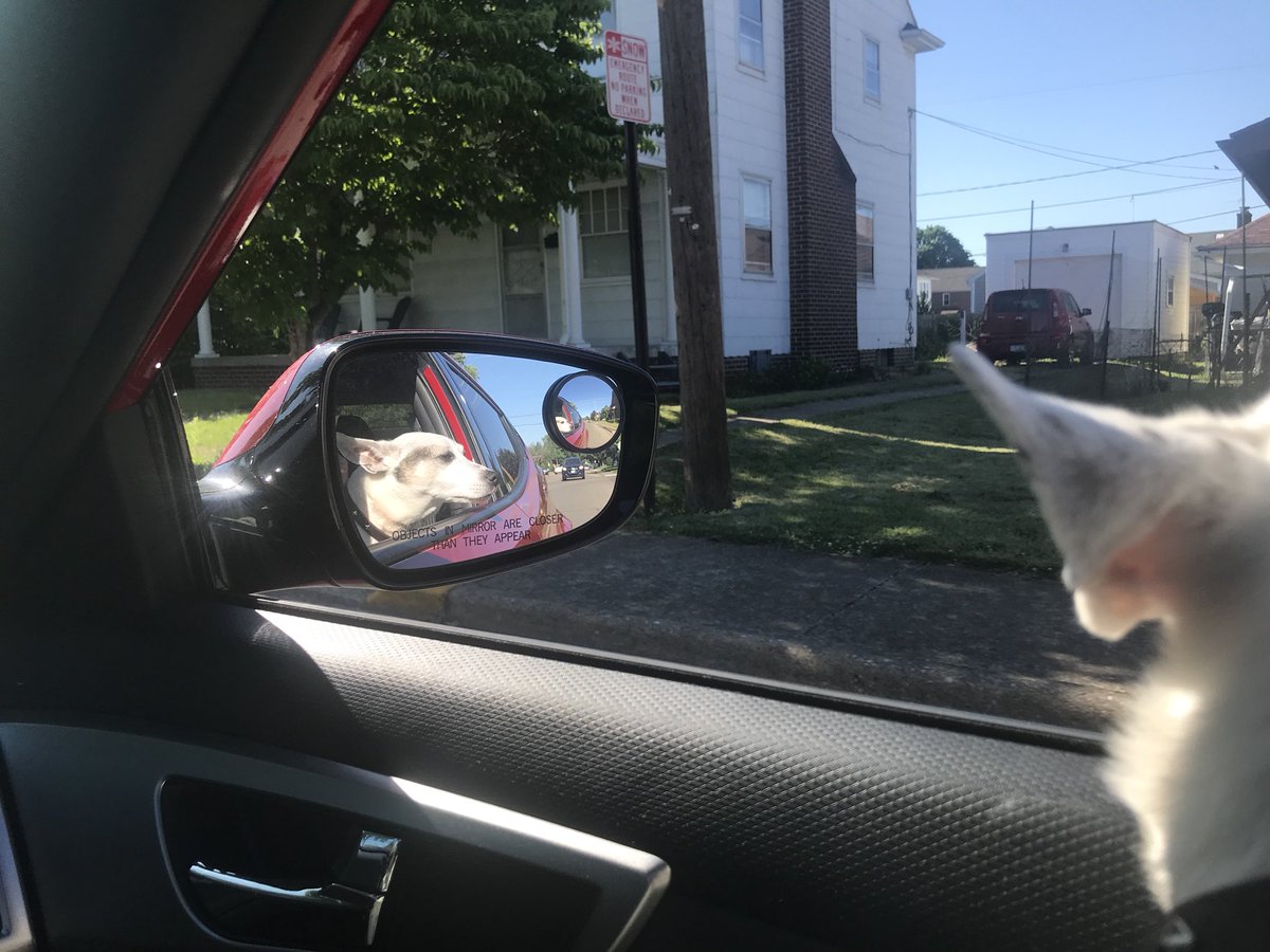 Shoe393's tweet photo. Scanning for possible threats. #jacksrule #jackrussellterrier #mybestfriend #ifheseesachickenhemightgoforit https://t.co/cDhYk4s9tL