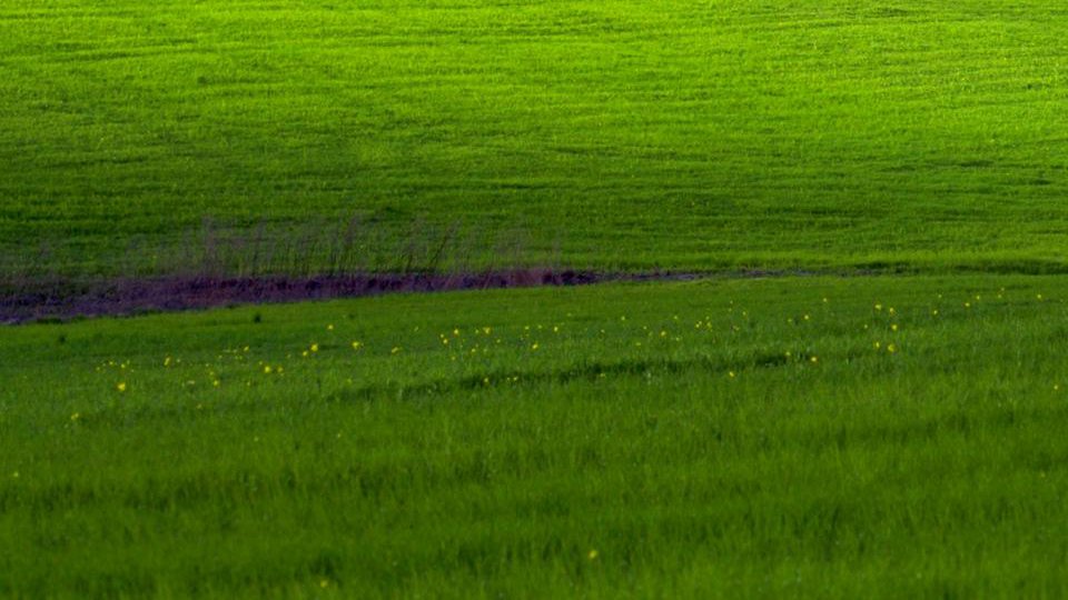 bottom left corner of the famous windows "hill" desktop wallpaper background. when the 4 images are viewed together in a tweet, it looks like there is a window frame overlaid on top of the full hill image.