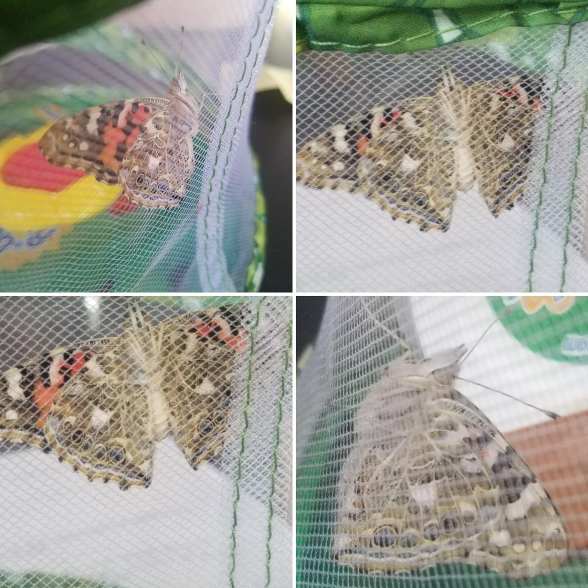 Our new additions to Tuttle's class and soon we will release them into our garden. Another Habitat solution success! #PBL #mykidswillsavetheworld