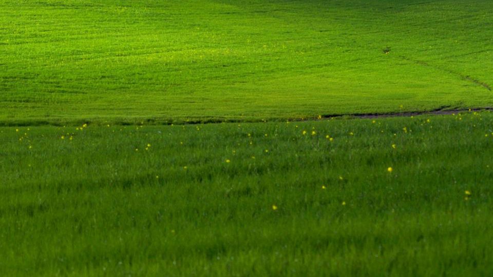 bottom right corner of the famous windows "hill" desktop wallpaper background. when the 4 images are viewed together in a tweet, it looks like there is a window frame overlaid on top of the full hill image.