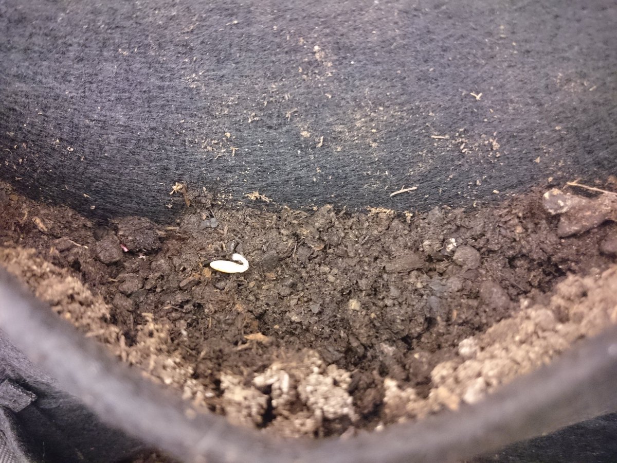 WestwoodGI's tweet photo. First #plant shoots on the #aquaponics wall just 4 days after putting them in, nice start to #EnviroWeek! #environmentweek @MrDulku @WWhighschool @FMPSD #BPAPlusForEnergy #sustainability #YMM https://t.co/xJLNDCsnf8