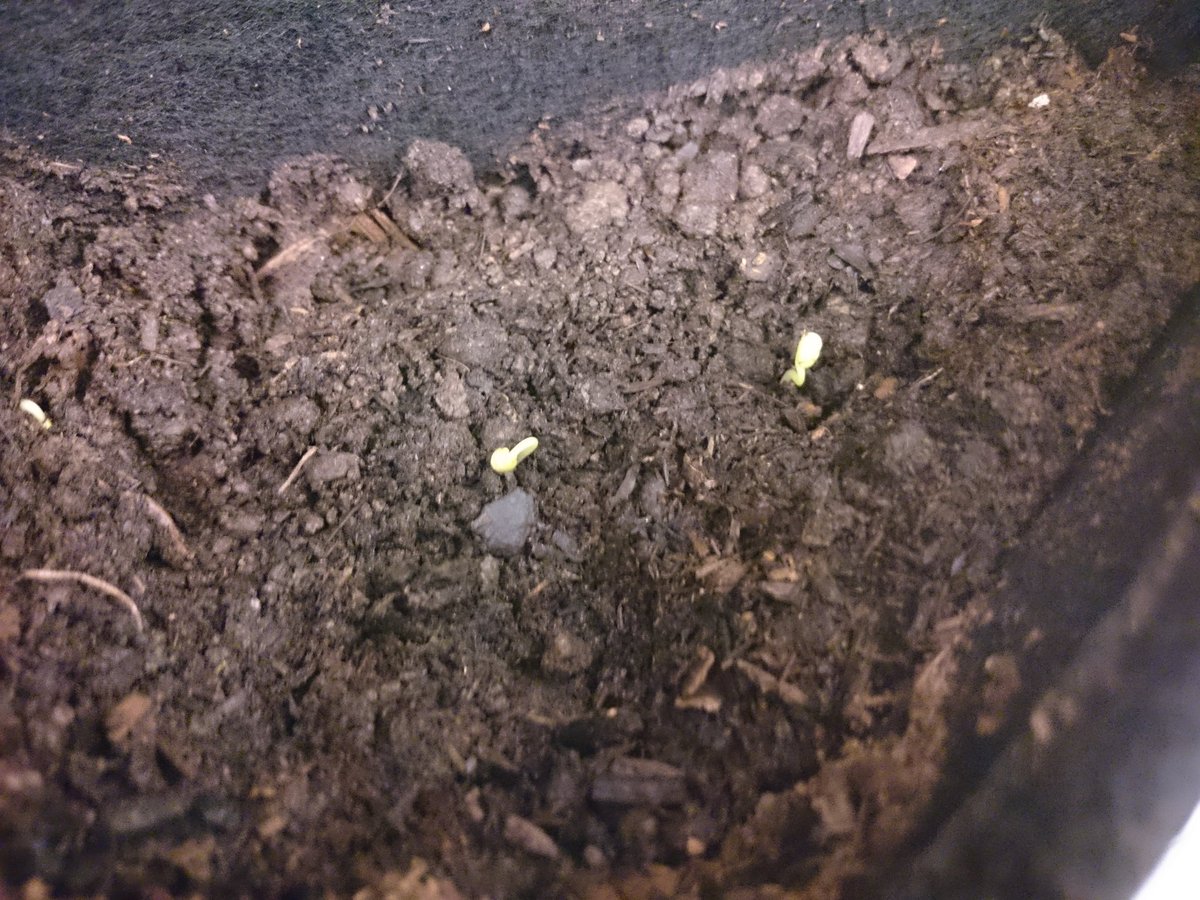 WestwoodGI's tweet photo. First #plant shoots on the #aquaponics wall just 4 days after putting them in, nice start to #EnviroWeek! #environmentweek @MrDulku @WWhighschool @FMPSD #BPAPlusForEnergy #sustainability #YMM https://t.co/xJLNDCsnf8