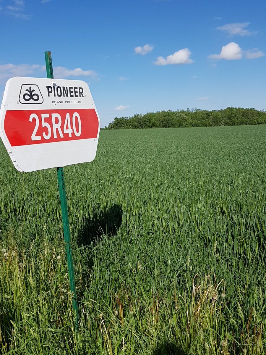 garfieldmn91's tweet photo. Thats a nice view!! #25R40 has been fed well and #binbusting #scoutfields #neverstopgrowing. Wheat is so close to #fungicideapp @PioneerSeeds https://t.co/4BVUSznQ46