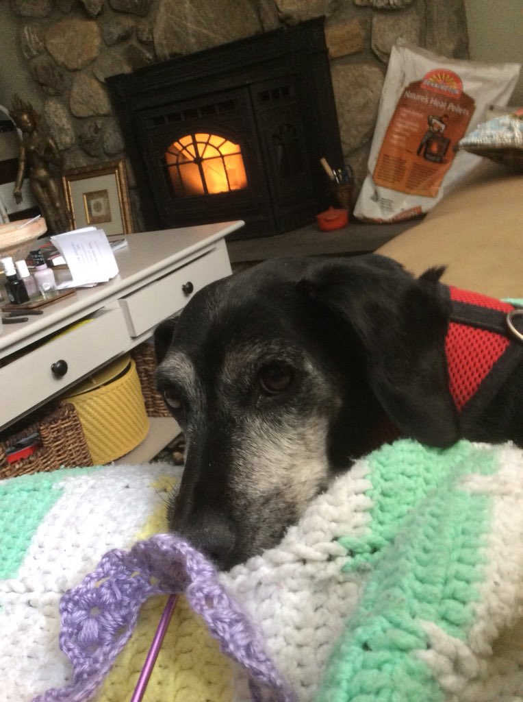 brewster617's tweet photo. @hitRECordJoe Simon. Half dachshund-half GQ model. He’s my boo. https://t.co/WsfNPCkDlW