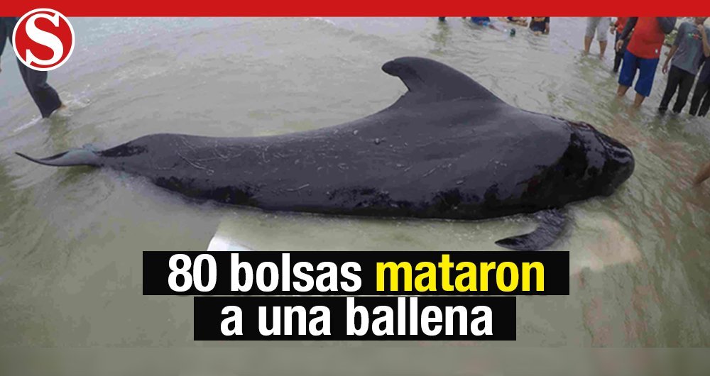 Revista Semana (@revistasemana) on Twitter photo En <a href="/SosSemana/">@SosSemana</a> | Murió una ballena después de tragarse 17 libras de bolsas de plástico bit.ly/2sHfKMW En <a href="/SosSemana/">@SosSemana</a> | Murió una ballena después de tragarse 17 libras de bolsas de plástico bit.ly/2sHfKMW