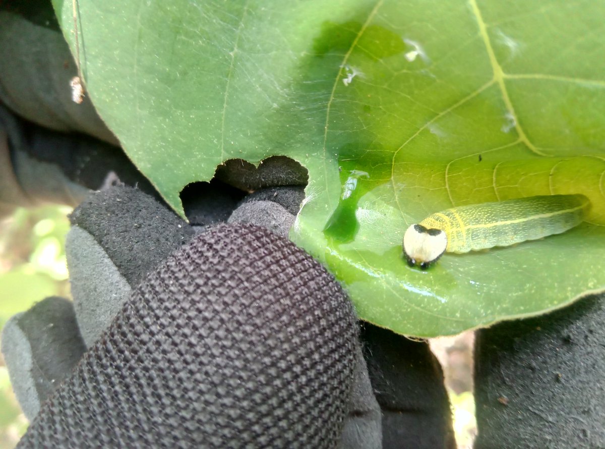 swamphiker's tweet photo. Today's #fieldworkfind: a hammock skipper (Polygonus leo) on its host plant, Jamaica dogwood (Piscidia piscipula). #butterflies #caterpillar #FloridaKeys #Lepidoptera https://t.co/WqIxvT8T27