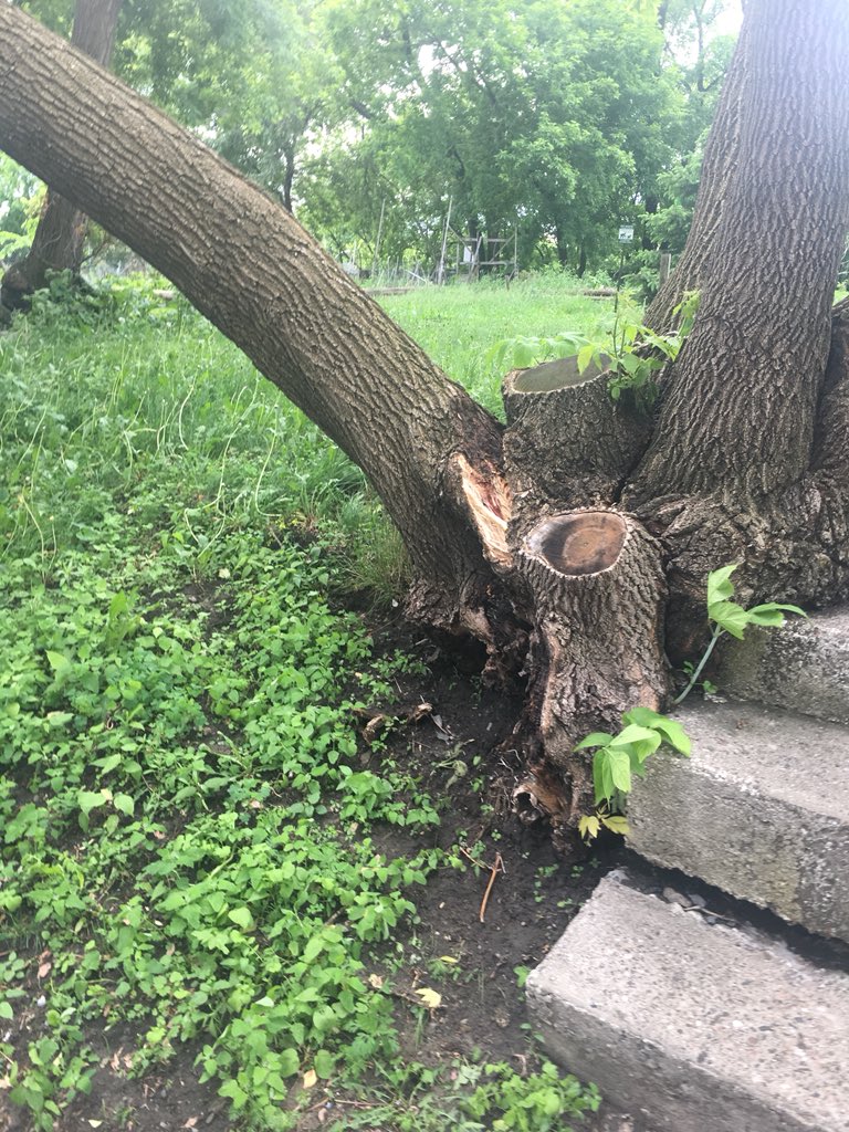 darkscot's tweet photo. @ottawacity Fallen tree on power line in Community Garden on Laurier near Bronson. https://t.co/daHyMpl679