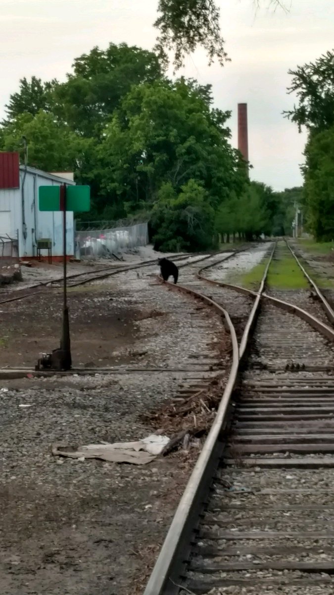 tennesseetech's tweet photo. ⚠️🐻 Bear seen near campus. Please be cautious and keep a safe distance. Police are aware and taking precautions. #BearBeGone #CKVL #TNTech https://t.co/BvKP2cPWKa https://t.co/5ThzC2J8qL