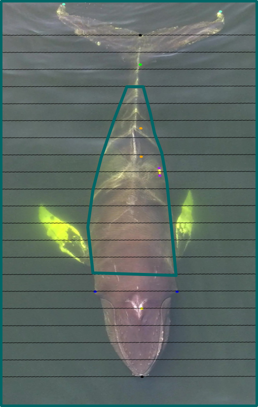 ResourceConservation (@serdp_estcp_rc) on Twitter photo Awesome mix of #drone photography and #photogrammetry to measure body length and weight of #cetaceans in Patrick Miller’s behavioral #ecology project (<a href="/univofstandrews/">University of St Andrews</a>) Awesome mix of #drone photography and #photogrammetry to measure body length and weight of #cetaceans in Patrick Miller’s behavioral #ecology project (<a href="/univofstandrews/">University of St Andrews</a>)