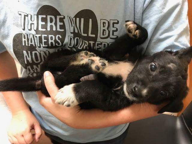 Koberm06's tweet photo. Rescuing this little guy has been one of the most rewarding aspects of my life by far! #rescuedog #tangomango #personaltweet #HappyMonday https://t.co/2tD4IJovCB