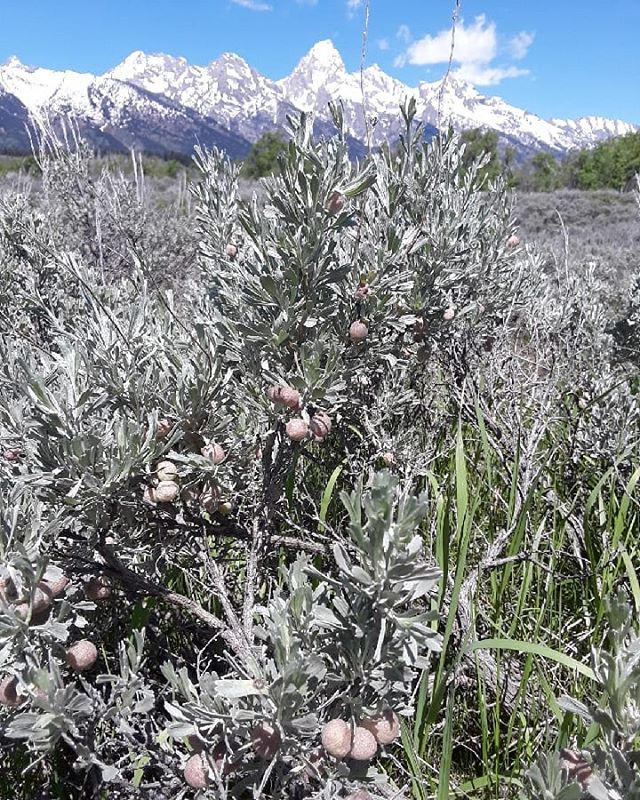 cecidologists's tweet photo. Labmate Britt Smith taking amazing photos!!!! Sagebrush galls are the best! #tetons #grandtetons #galls #sagebrush #mountainlife #nature #queerinscience #womeninscience #plantsofinstagram #gallsofinstagram https://t.co/vqQnd77BIi https://t.co/LKtGF41ayU