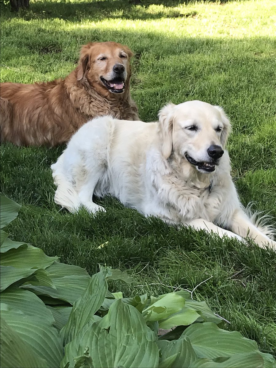 LindsayGolz's tweet photo. Best buds chillin π #libbysadventures https://t.co/lHNUmdtIXl