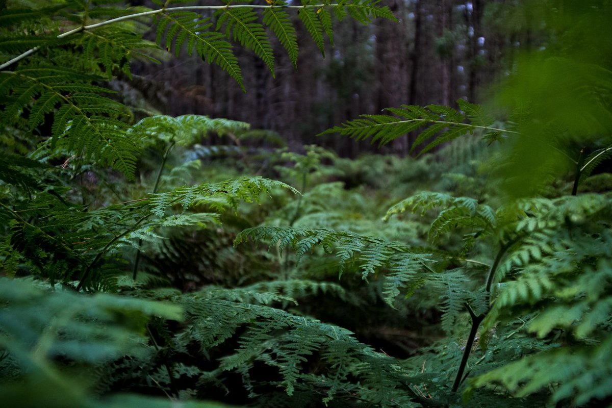 ACNC_gov_au's tweet photo. Today is #WorldEnvironmentDay Thank you to the many charities across Australia working to protect our beautiful landscapes. https://t.co/rQ1cmOi8In