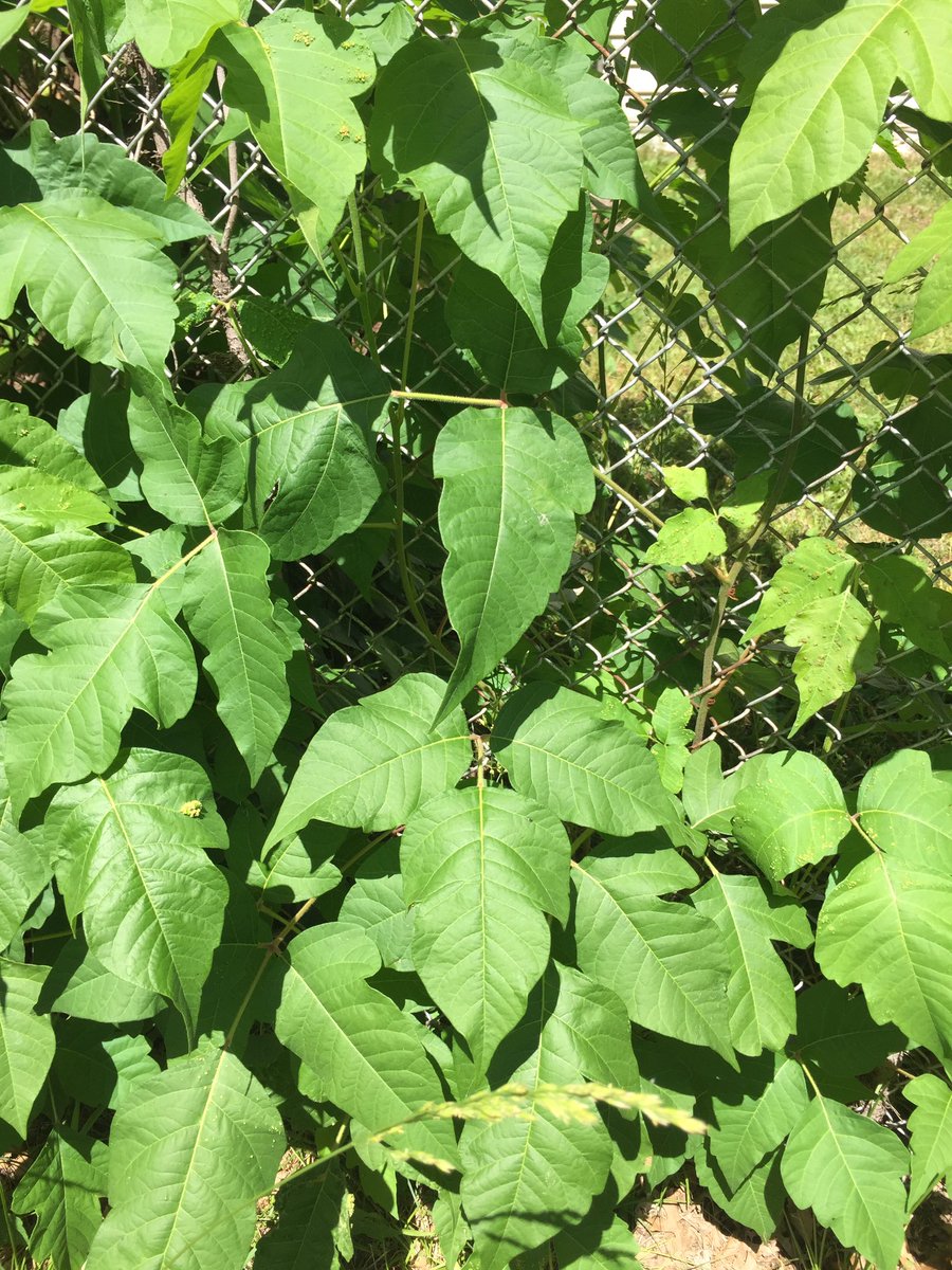 heyitsmerandy's tweet photo. @mobotgarden is this poison ivy? https://t.co/WmJWum43me