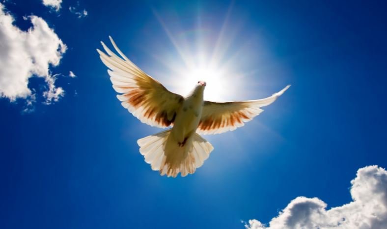 Como el ave Fenix, ¿Podremos renacer y tener vida Eterna? buff.ly/2GD33ra #Dios #Eternidad