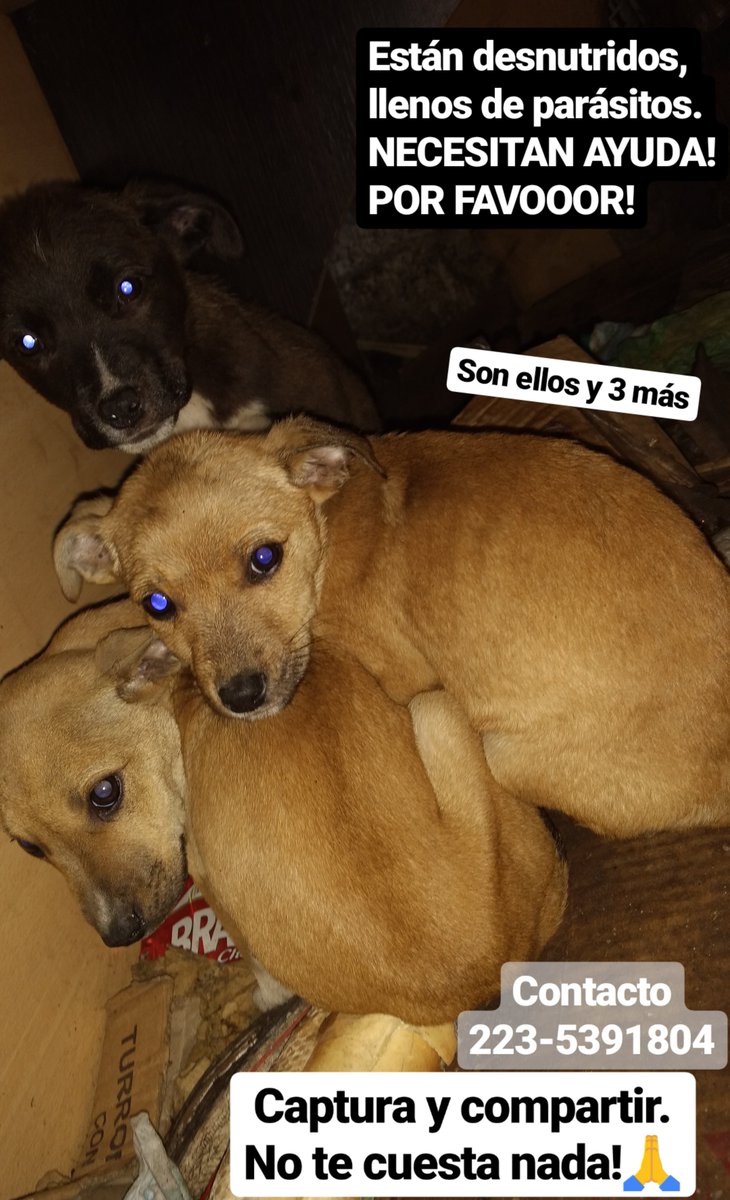 BelenRGomez's tweet photo. AYUDAAA! MAR DEL PLATA!⚠️⚠️⚠️
6 cachorros en grave estado, aproximadamente 3 meses!! https://t.co/JpQfk6zyEr