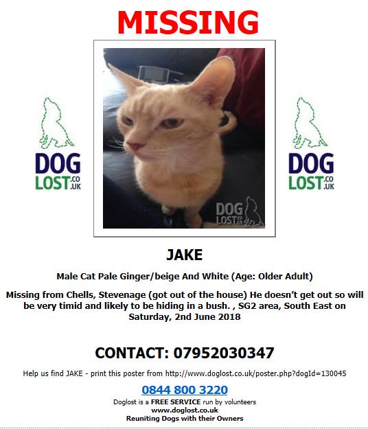 MissingPetsGB's tweet photo. 🐱JAKE 
Older Male #Cat #Missing 
#Chells, #Stevenage 🐈
🌟Jake got out of the house- He doesn’t get out so will be very timid and likely to be hiding in a bush. 🌟
🐾Pale Ginger/beige And White Cat Male In #SouthEast #SG2 
☎️ 07952030347
https://t.co/yfoRnkL3mQ https://t.co/MuN4QrJhuY