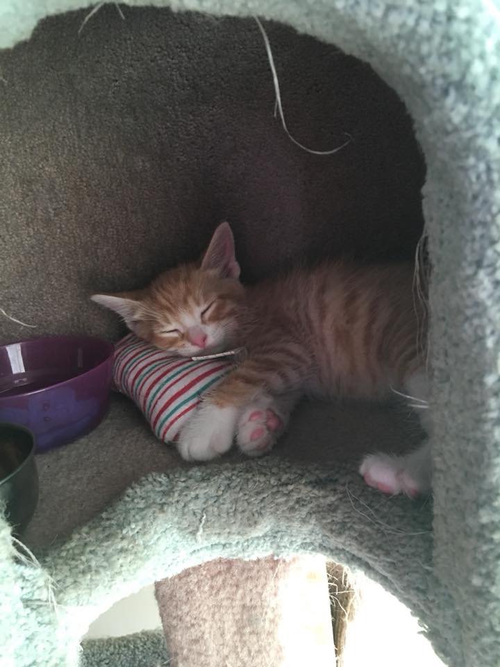 Smyth94ever's tweet photo. . @thupka1982 Update! The person who was gonna take #GingerKitteh bowed out so my niece took him to add to her herd. One for each daughter. Heโs such a love. ๐ปโค๏ธ #Fergus #HappyKitteh #HappyGreatNiece https://t.co/xih8spYYi9