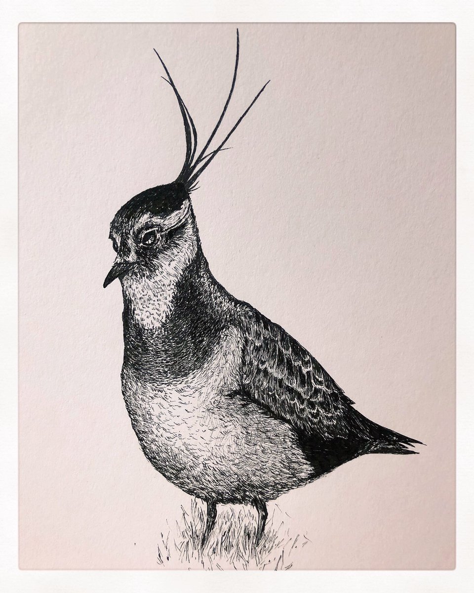 AtelierGeeraets's tweet photo. Tekening gemaakt. Het is een Kieviet.

Retweet is lief. https://t.co/zGl3BIMU6j