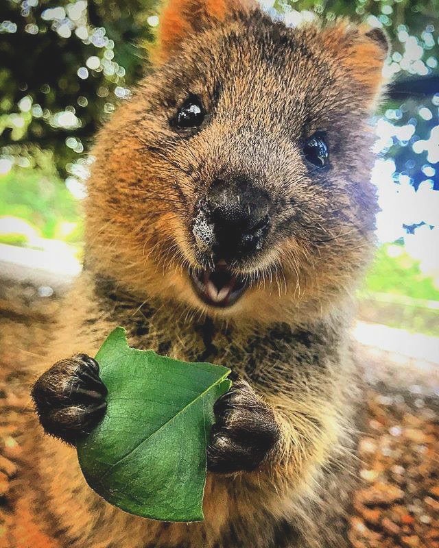 こいちゃん Twitterissa クアッカワラビー 自撮りの達人 世界一幸せな動物