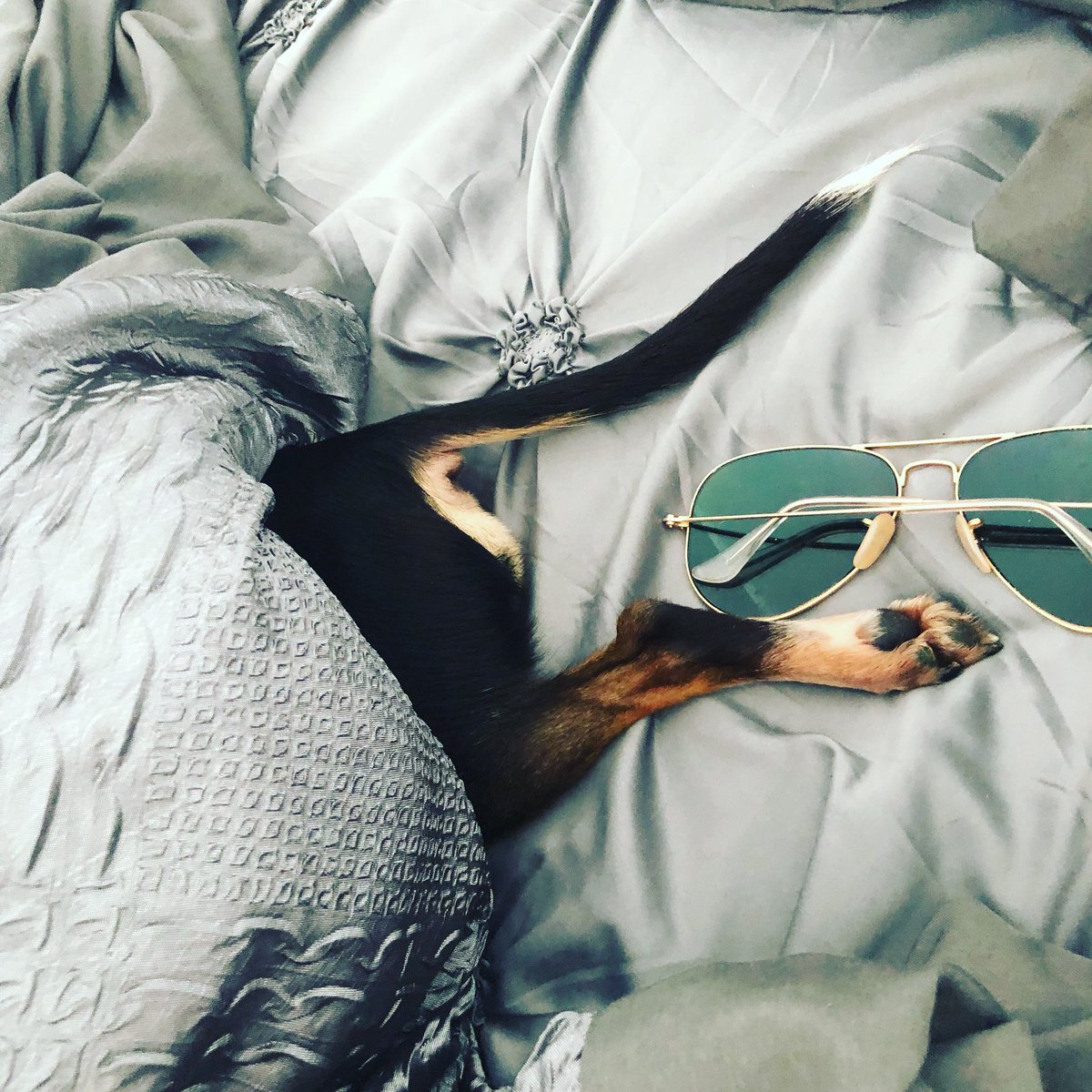 brickellpuppy's tweet photo. #MondayMood #Chihuahua #dog #cuteanimals https://t.co/zhHn9XEuQW