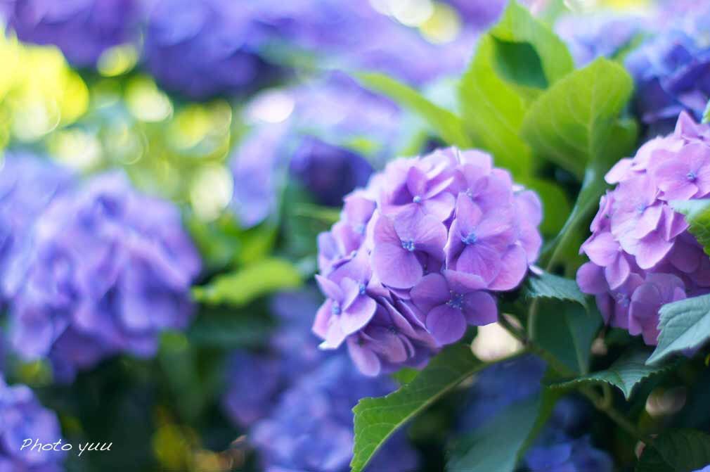 yukkomattsu's tweet photo. #オールドレンズ #デビュー #ぐるボケ #難しい #sonyc3 #紫陽花 #お写ん歩 #キリトリセカイ #ファインダー越しの私の世界 https://t.co/DwZ35YsPqY