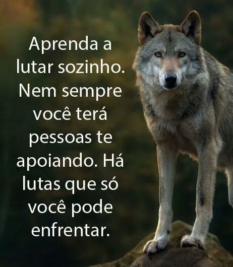 Magno Souza beta lab (@magnosouza22) on Twitter photo 