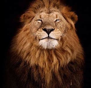 deeg25's tweet photo. ABC's @jimmykimmel Pokes Ted Cruz as 'Grandpa Munster,' Ugly Blobfish:
Jimmy here's my take on @tedcruz.๐๐
FIERCE
BOLD
VIGILANT
COURAGEOUS
PROTECTOR
FIGHTER
HEROIC
LION TED ๐บ๐ธ #Cruzcrew #AlwaysCruz #WeLoveCruz https://t.co/KH9Wl0TzE8