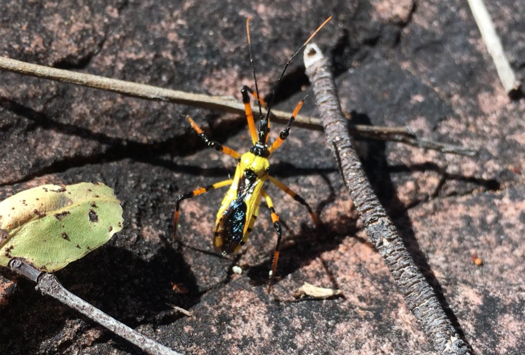 thinkOfaNumber on Twitter: "Can someone identify this insect? I spotted