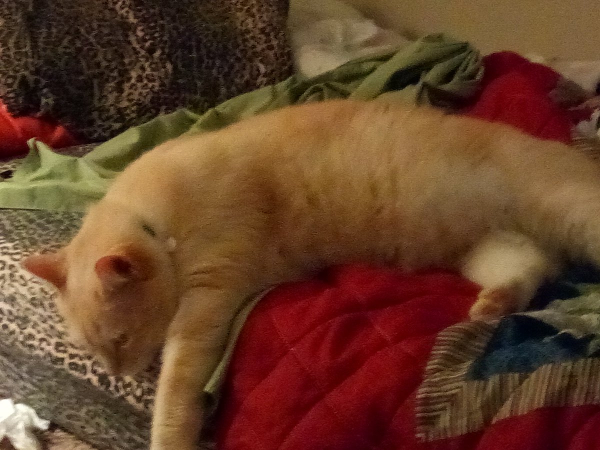 WatsonGoodKitty's tweet photo. So done with #MondayMorning and Monday everything else. #CatsOfTwitter https://t.co/cdTPCcWRR4