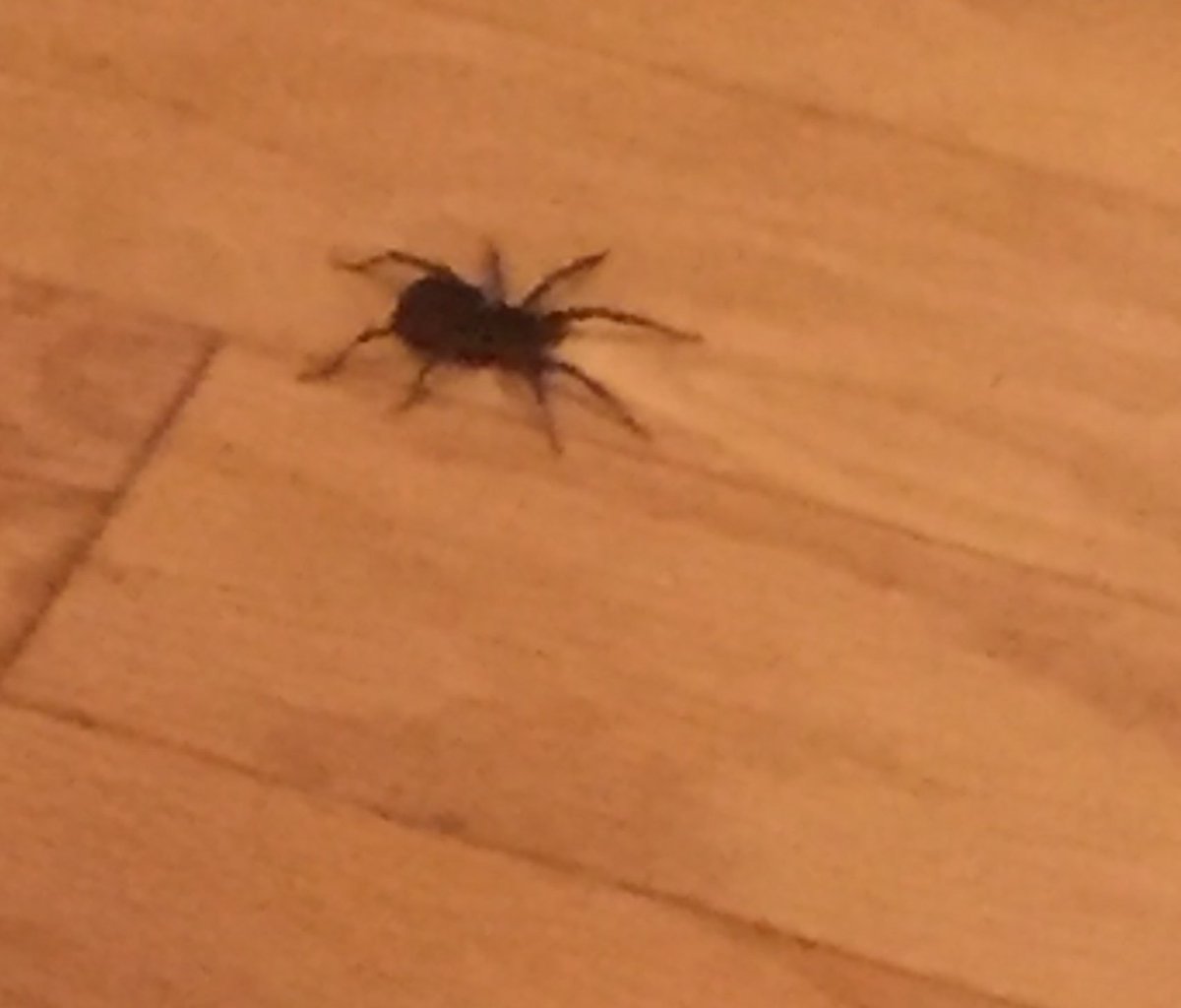LoLo_0825's tweet photo. Saw a snake in my yard earlier today and now this giant juicy 4 inch bitch tried to eat me in my hallway. WHAT GIVES 😩😭🙅🏽‍♀️#Idontdospiders #torchit #nowihavetomove https://t.co/1vmjT5Z1th