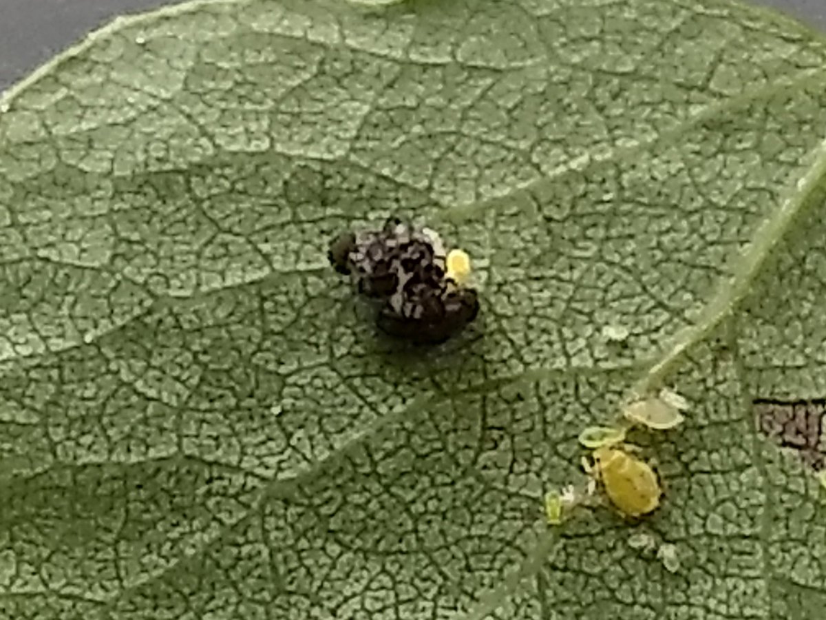 stem_morgan's tweet photo. Marveling at our little ecosystem in our backyard. Ladybug larvae feasting on aphid eggs. Summer PD on my backyard! #cvcsstemlab #colevalleychristian #ngss_tweeps https://t.co/BM5Hknj2le